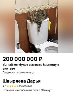 🖼 В Москве продаётся кот за ДВЕСТИ МИЛЛИОНОВ РУБЛЕЙ — хозяйка научила пушистого ...