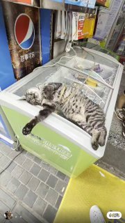 老板娘说每天都要提很多遍#猫 #猫咪