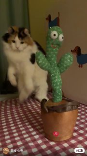 : 对方撤回了一只小猫#小红书养宠倡议 #是宠物更是家人 #宠物宅家文艺复兴 #小红书宠物cruash #宠物生视频